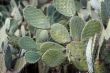 Tzabar cactus, or prickly pear