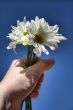 White Daisies