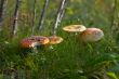 Red fly-agarics - Amanita muscaria