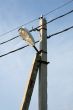 Street lamp