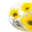 yellow flowers