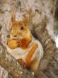 squirrel with a nut on a branch