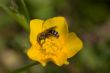 Bee on buttercup