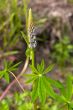 Light blue lupin