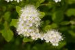 Bird cherry tree blooms