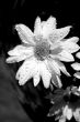 Spring Flower