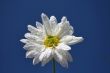 Spring Flower