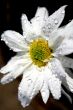 Spring Flower