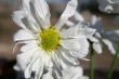 Spring Flower