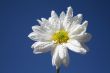 Spring Flower