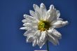 Spring Flower