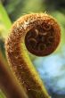 Fern unravelling