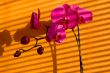 Orchids and shadows