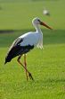 White Stork (Ciconia ciconia)