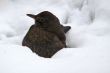 Blackbird (Turdus merula) in snow