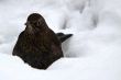 Blackbird (Turdus merula) in snow