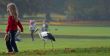 Child with white Stork (Ciconia ciconia)