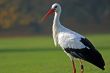 White Stork (Ciconia ciconia)