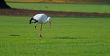 White Stork (Ciconia ciconia)