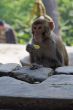 Monkey eating a yellow candy