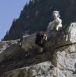 Two goats relaxing on the rock