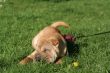 Sharpei dog