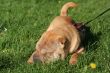 Sharpei dog