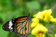 Orange Tiger Butterfly insect