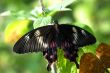 black brown Butterfly insect couple