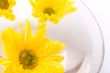 yellow flowers