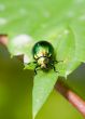 green beetle