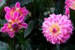 Dahlia Gretchen