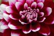 Dahlia Diabolo