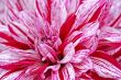 Dahlia Blackberry Ripple
