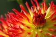 Dahlia Kenora Sunset