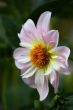 Dahlia Nina