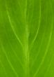 Green leafs 8