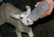 Lamb being hand fed with a bottle.
