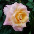 Rose covered in rain drops.