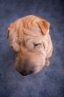 sharpei dog