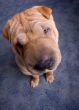 sharpei dog