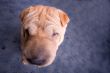 sharpei dog