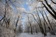  frozen winter forest