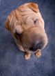 sharpei dog