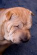 sharpei