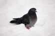 pigeon on snow