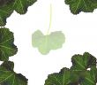 Leaves Border Background