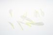Petals Falling