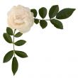 Sprig of tea-rose