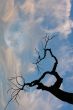 Tree and moon